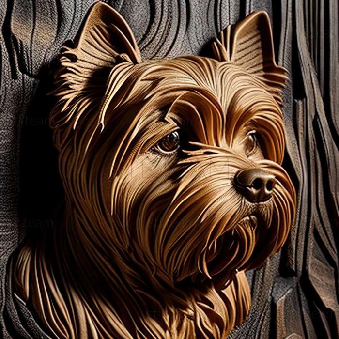 Animals Yorkshire Terrier dog